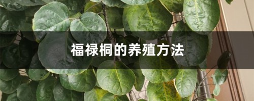 福禄桐的养殖方法