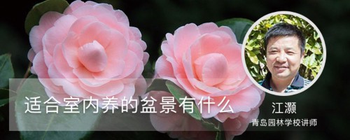 适合室内养的盆景有什么