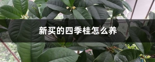 新买的四季桂怎么养