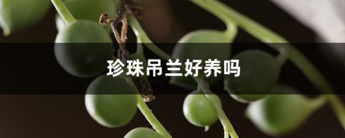 珍珠吊兰好养吗