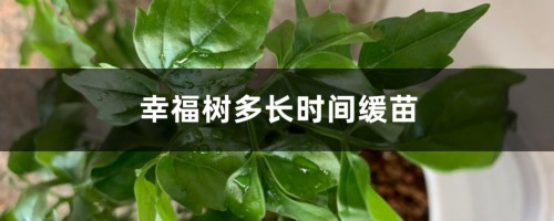 幸福树多长时间缓苗，浇水要浇透吗