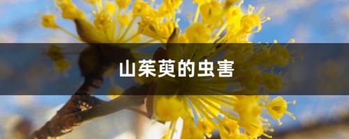 山茱萸的虫害