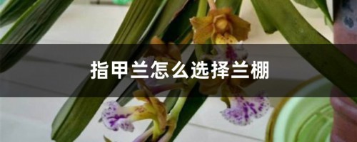 指甲兰怎么选择兰棚