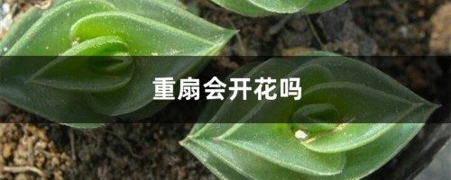 重扇会开花吗